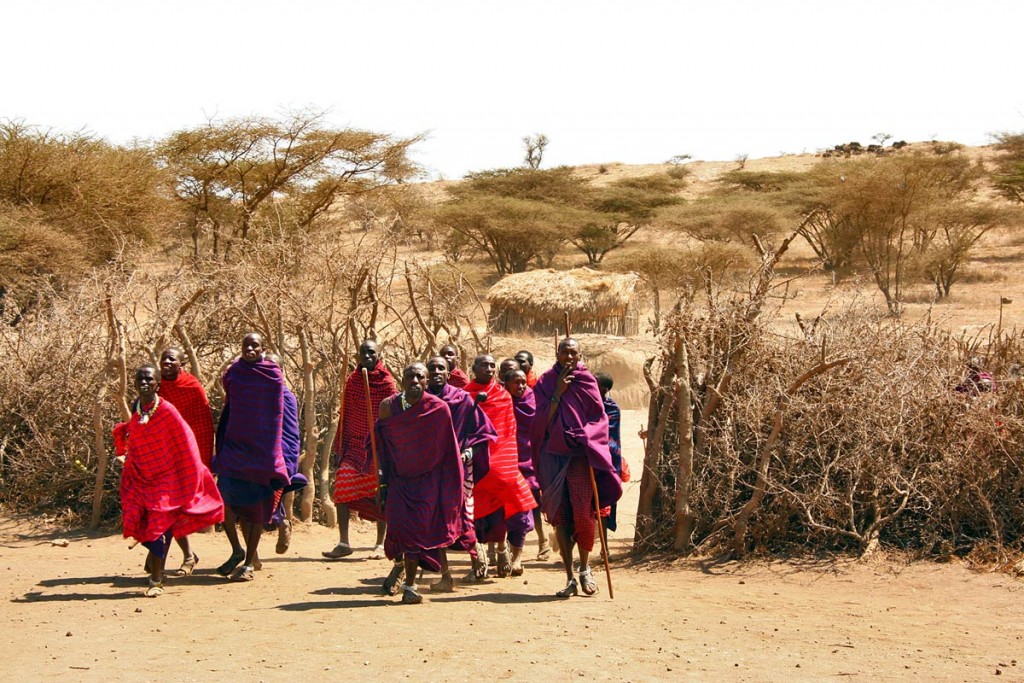 The men of a Maasai village (in the Ngorongoro Conversation Area, Tanzania, Africa) dance out of the compound to welcome a group.